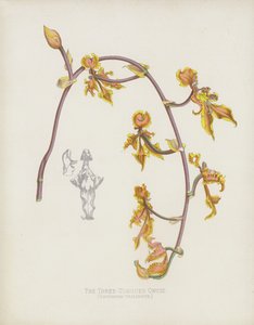 De Drie-Tongige Oncid, Oncidium Trilingue door English School